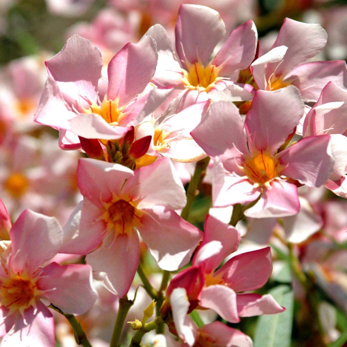 Oleanders are compelling until you realize they’re not completely winter hardy here.