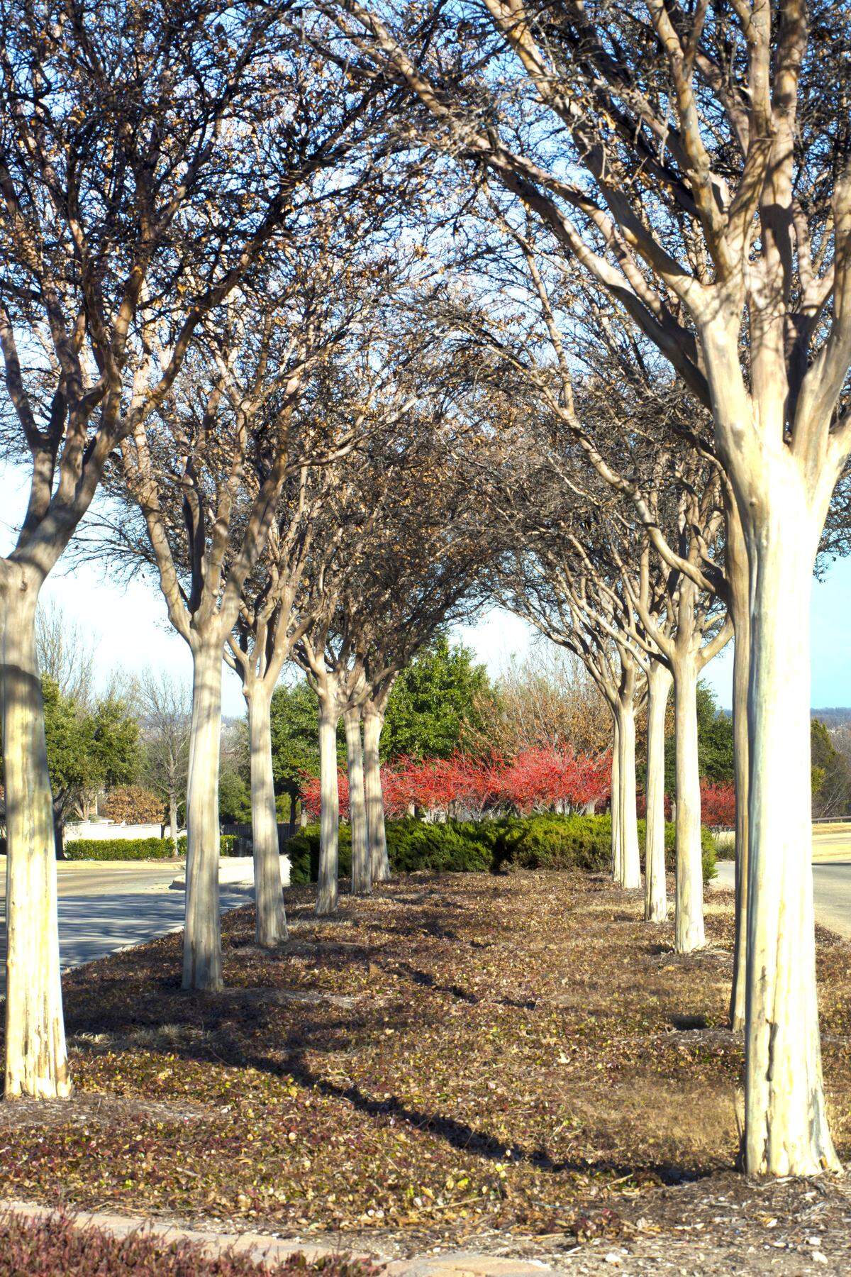 Crape myrtle trunks and Warren’s Red possumhaw holly. Some varieties of Crape myrtle grow 20 to 30 feet. 
