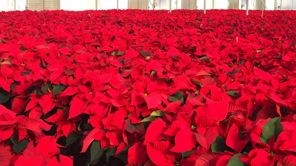 How to turn houseplants into a holiday centerpiece and care for poinsettias