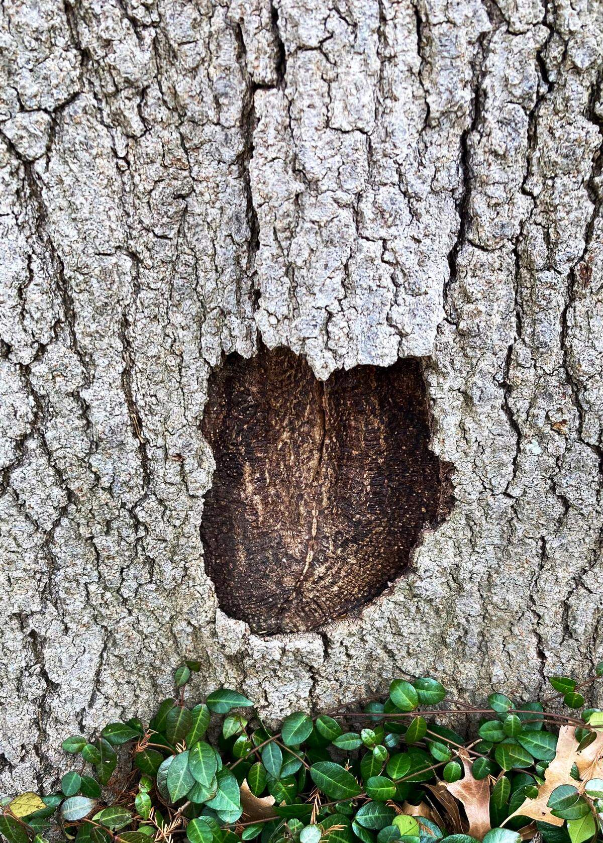 A live oak losing chunks of bark calls for certified arborist’s inspection.