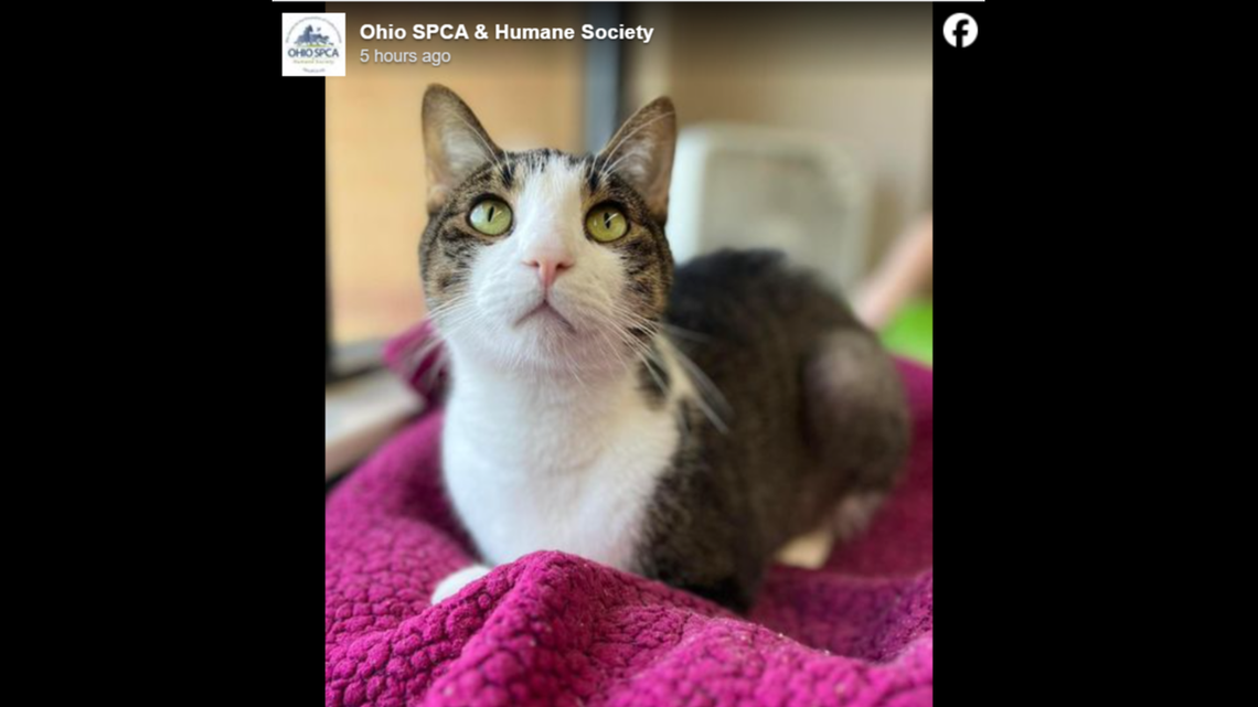 Cadbury is curious and sweet.