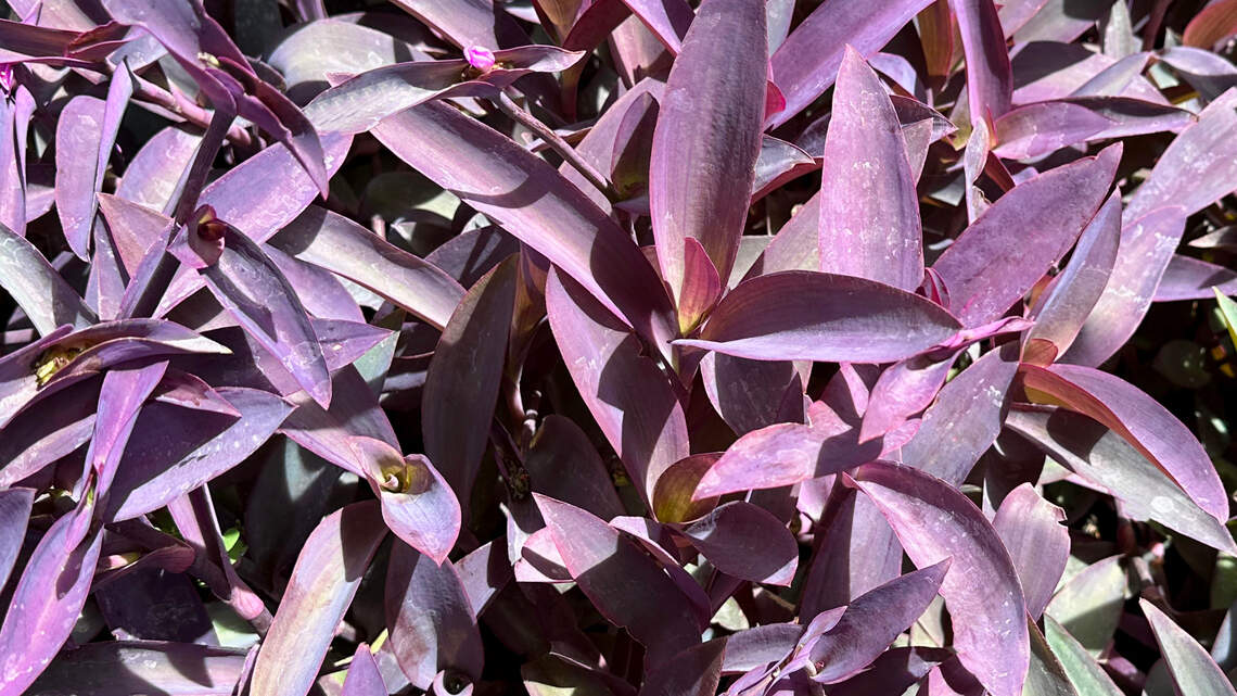 This versatile plant provides color you don’t see very often in North Texas landscapes