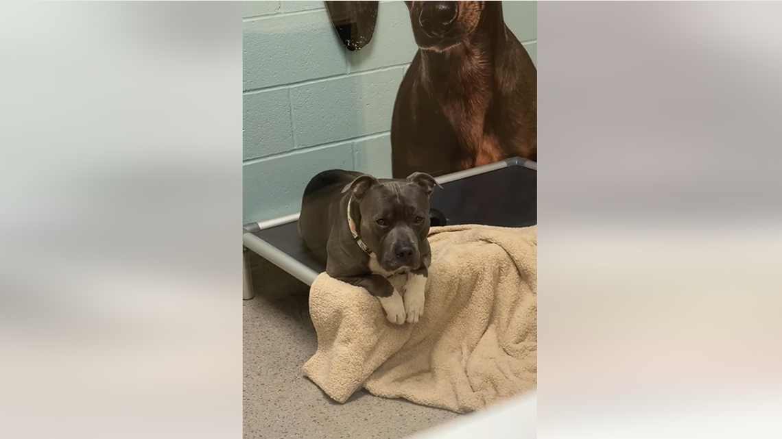 Major was moved from the kennel to the visiting room to perk him up, but it isn’t working.
