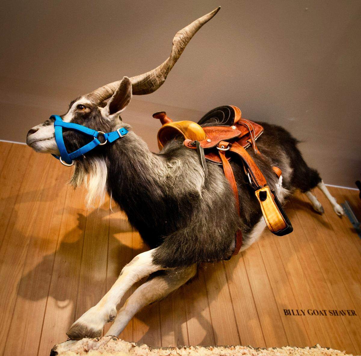 The namesake Rodeo Goat hangs over the bar at the Fort Worth location, as seen August 9, 2013.