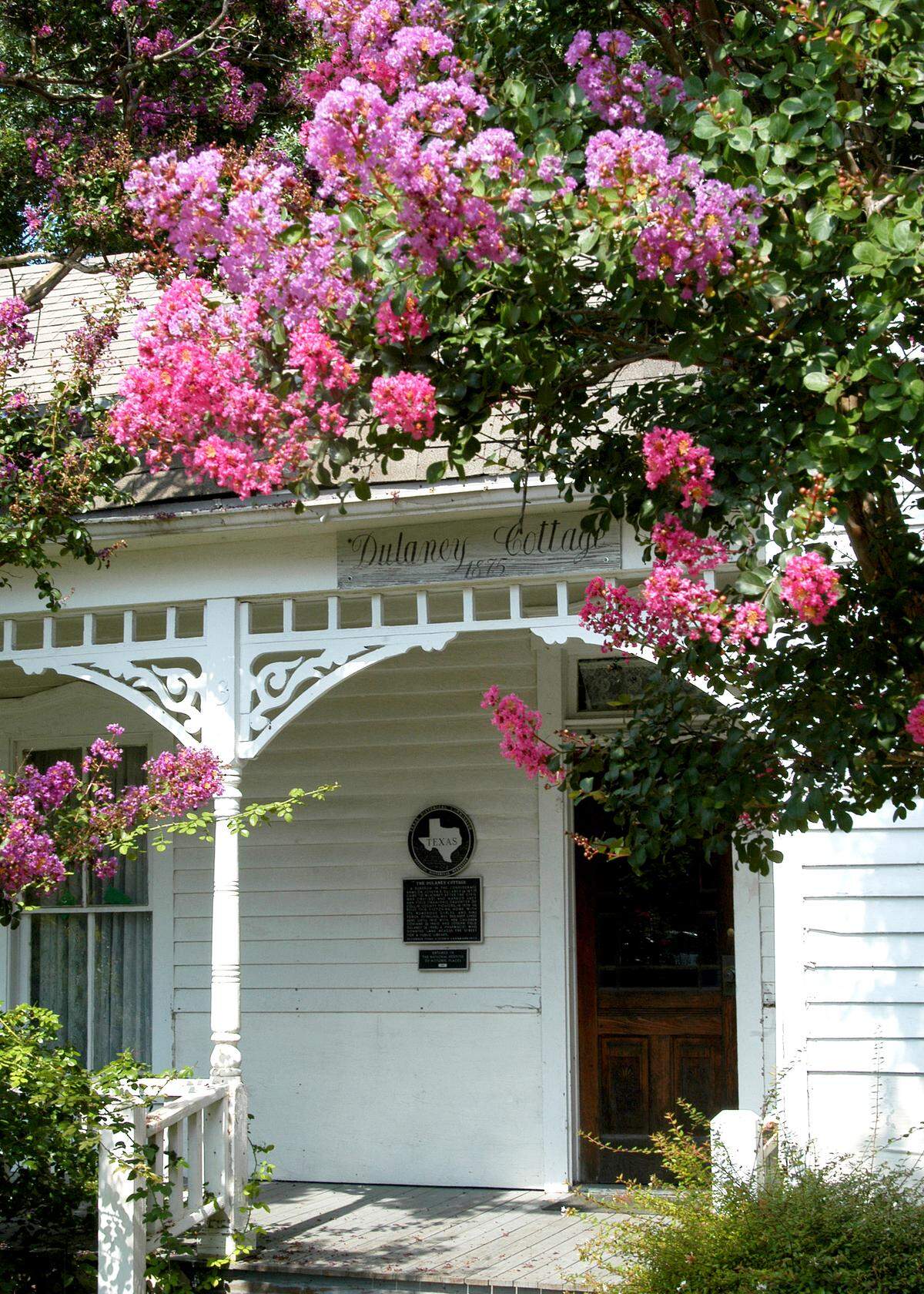 Crape myrtles in Texas date back 150 years.
