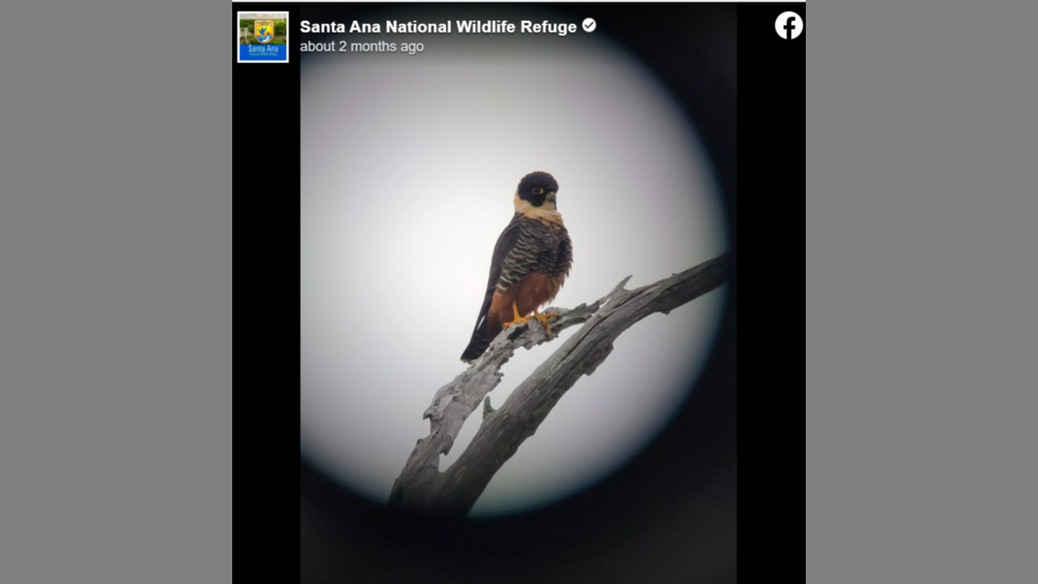 The bat falcon has seemingly settled at the Santa Ana National Wildlife Refuge in Texas for the time being.