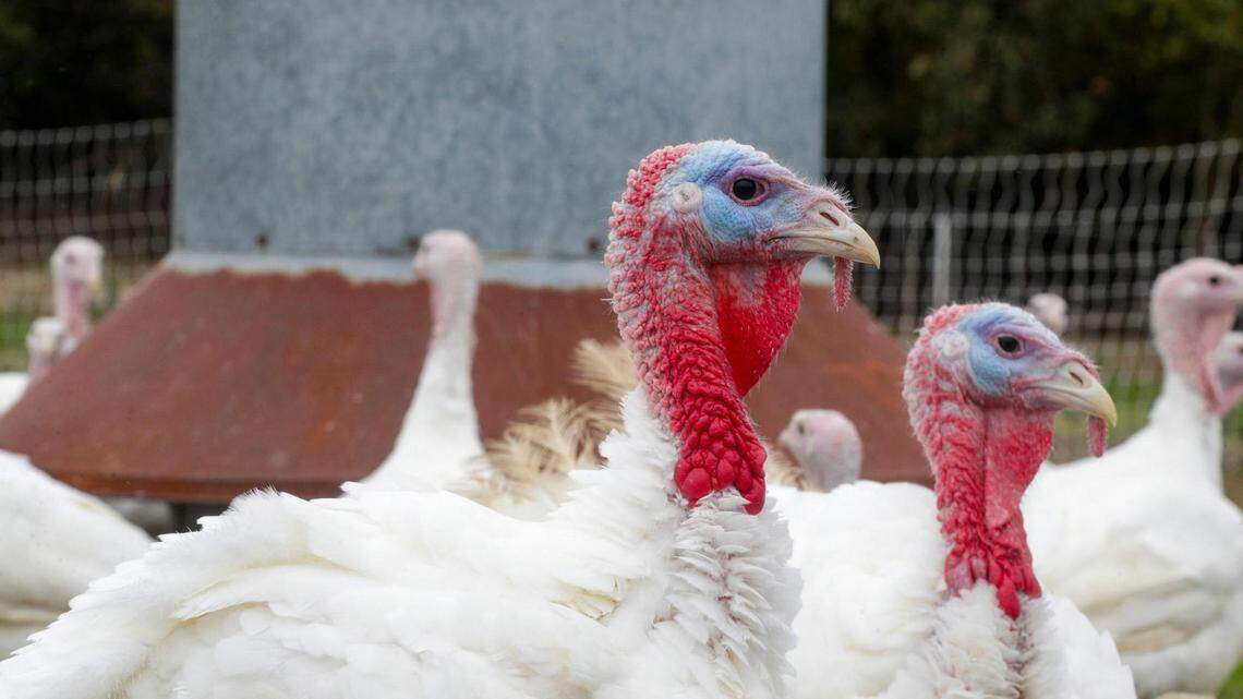 The anti-Thanksgiving: What are you not grateful for? My list is long and grumpy | Opinion
