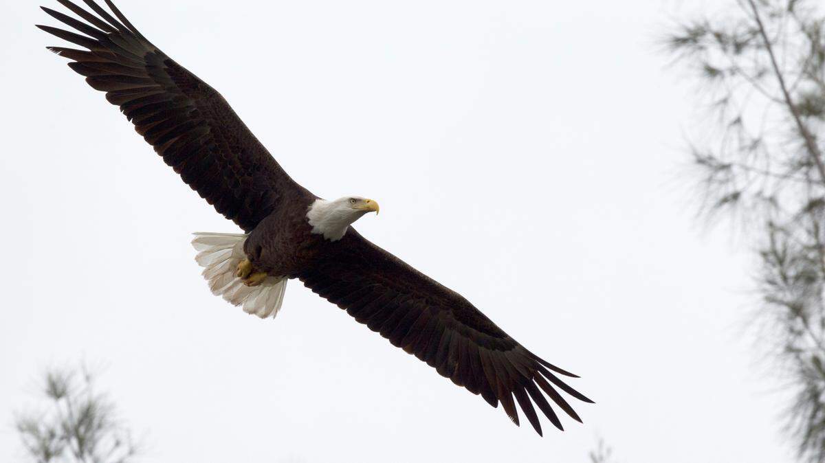 A Bald Eagle is shown flying, Wednesday, Feb. 8, 2012. The bald eagle was recently removed from the endangered species list but remains protected by laws that prohibit harming them. (AP Photo/Wilfredo Lee)