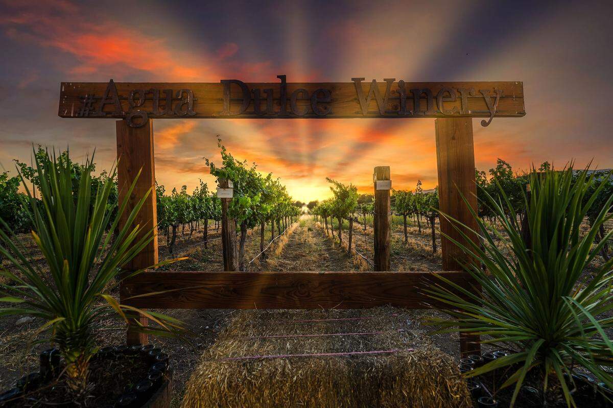 Vineyard