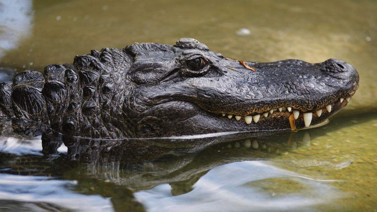 An alligator (not the one pictured) was found in an Oklahoma lake and euthanized by state wildlife officials.