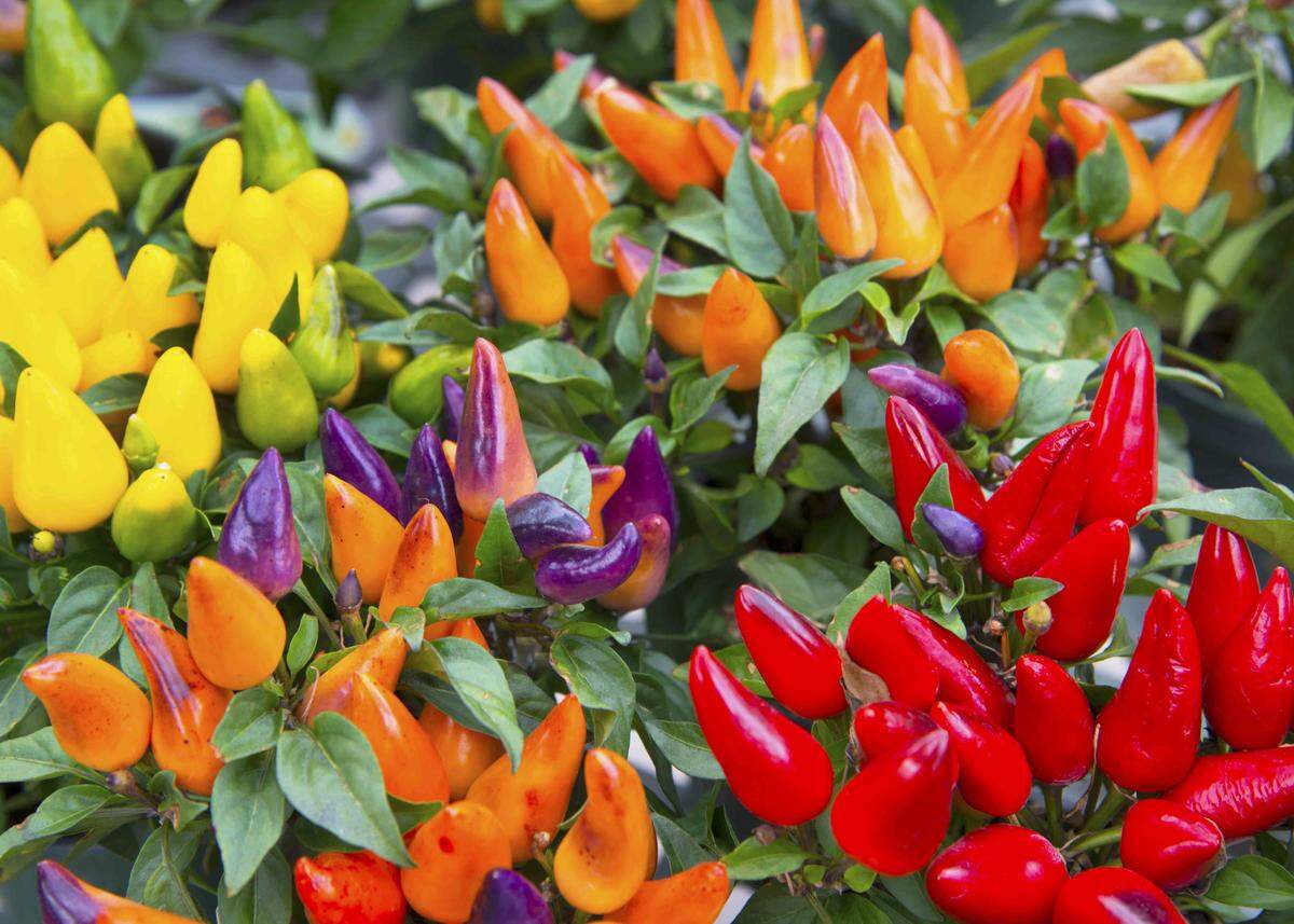 Ornamental peppers.