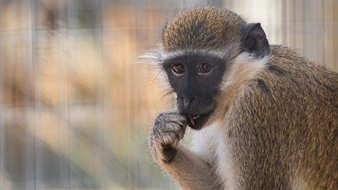 Want a pet zebra or monkey in CA? See which exotic animals are legal to own
