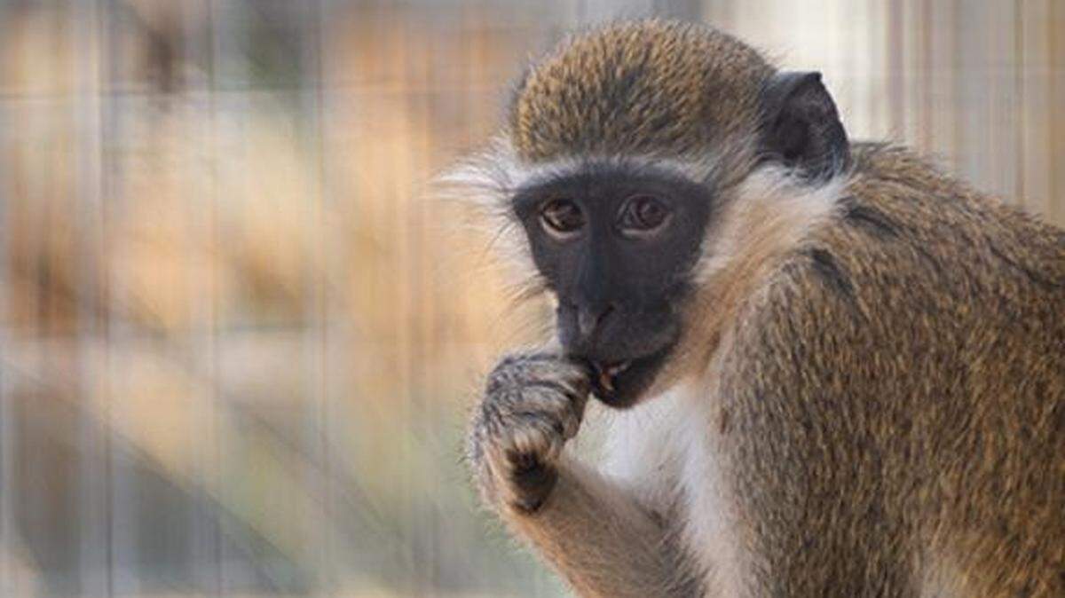 Willis the vervet monkey is now at a Texas sanctuary after Born Free USA says he was kept illegally as a pet in Chicago.