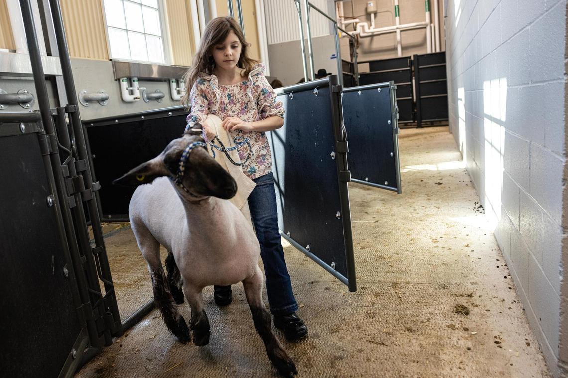 Rayleigh Whitt, 9, of Kaufman County 4H walks her show sheep Cali back to the pen on Saturday, Jan. 25, after giving her a shower the day prior to competing in the Fort Worth Stock Show & Rodeo.