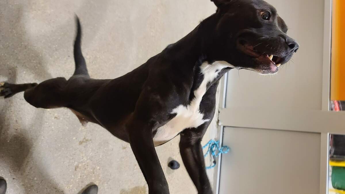 We do, in fact, talk about Bruno (ID 442756682). That’s because he’s lovable, sweet and playful. The 5-year-old Retriever, Labrador/Boxer is at the PetSmart Hulen Adoption Center. To adopt Bruno, visit https://petango.com/Adoption-Application?animalId=44275682&shelterId=2324&_ga=2.233059870.1673407426.1644517559-382789546.1644517559.
