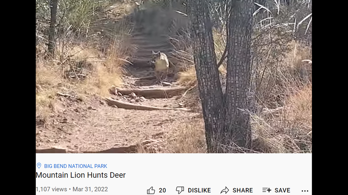 Hikers witnessed a mountain lion walking along a hiking trail while hunting a deer in Big Bend National Park, in Texas.
