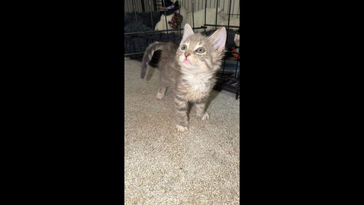 Elmer, a 6-week-old kitten who was rescued from a bucket of industrial glue, is already showing evidence of “a sweet and affectionate personality,” Humane Society of North Texas staff said Friday, April 10.