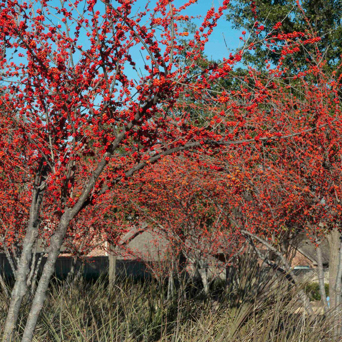 A Warren’s Red possumhaw holly trained tree form. Warren’s Red was introduced by an old Oklahoma City nursery decades ago.