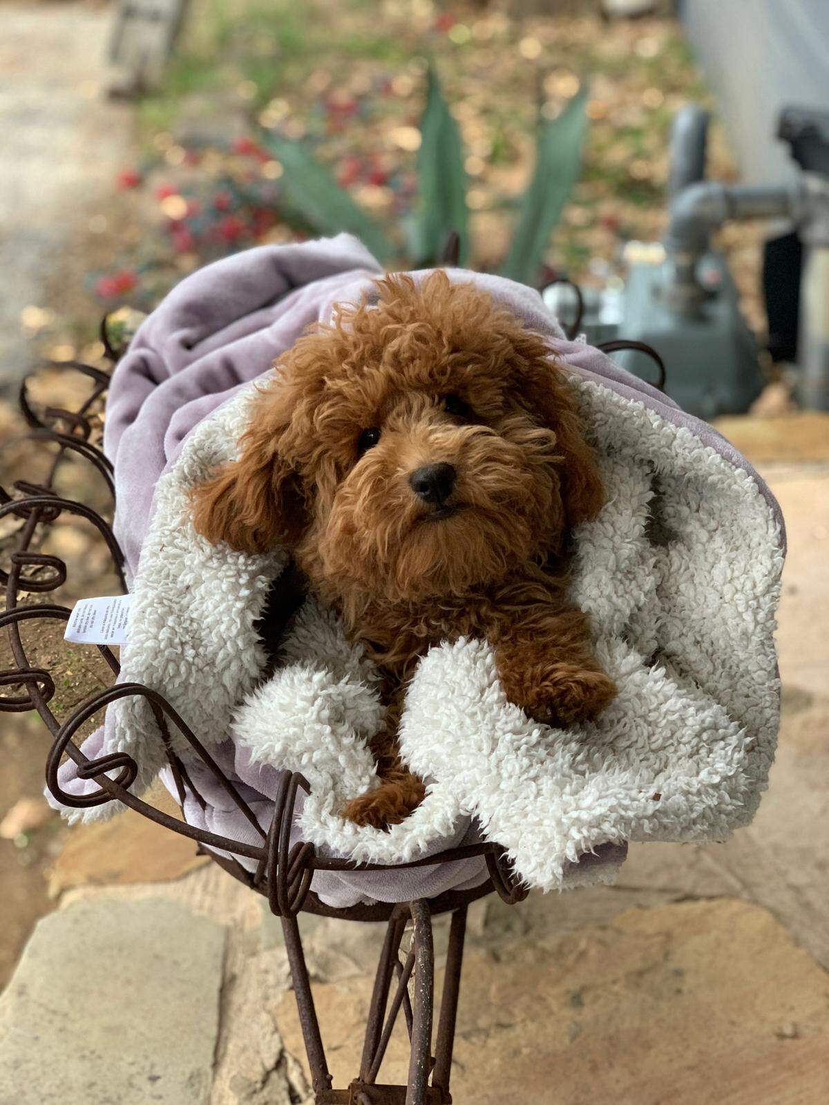 Jax, a months-old poodle, sits in a blanket and smiles. Benjamin Isaac Castaneda Floran was one of the owners of the dog, who was killed along with him in a crash involving a wrong-driver driver Thanksgiving morning in North Richland Hills.