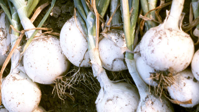 Neil Sperry: Time to think about your North Texas vegetable garden. Here’s when to plant