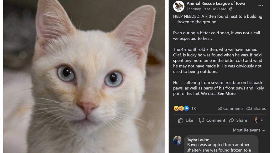The kitten, who is now named Olaf, was found on the side of a building in Des Moines, his rescuers said.