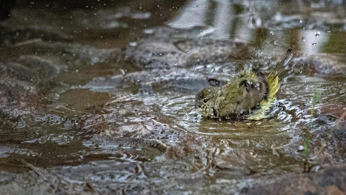 An orange-crowned warbler in a bird bath at the Acton Nature Center in Granbury, Texas, Jan. 1,. 2022.
