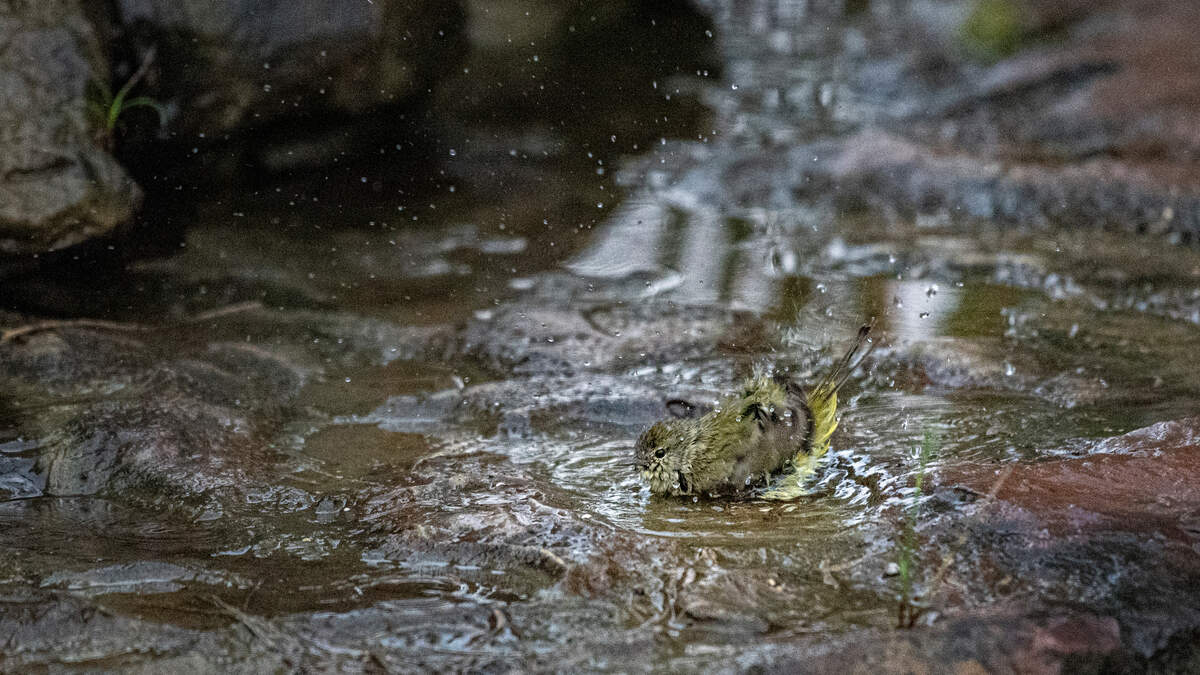 An Orange-crowned Warbler in a bird bath at the Acton Nature Center in Granbury, Texas, Jan. 1,. 2022.