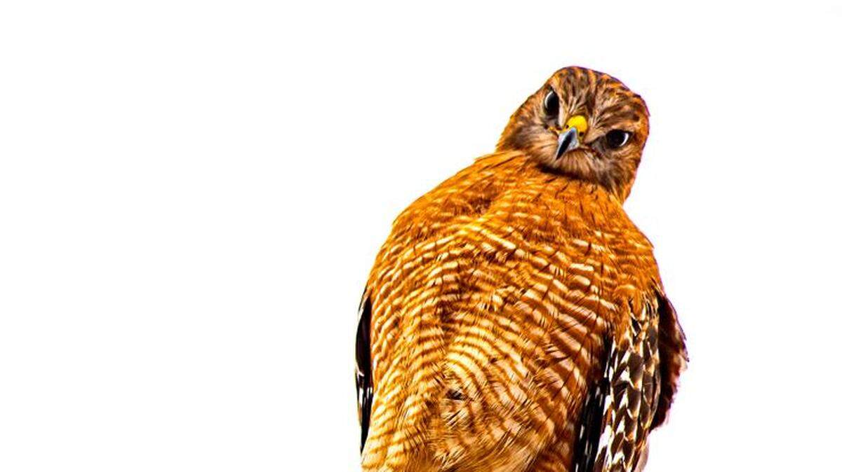 Spring is the most popular season for birding, with many rare species being reported in Texas. A sharp-shinned hawk in Granbury, Texas, Dec. 10, 2022.