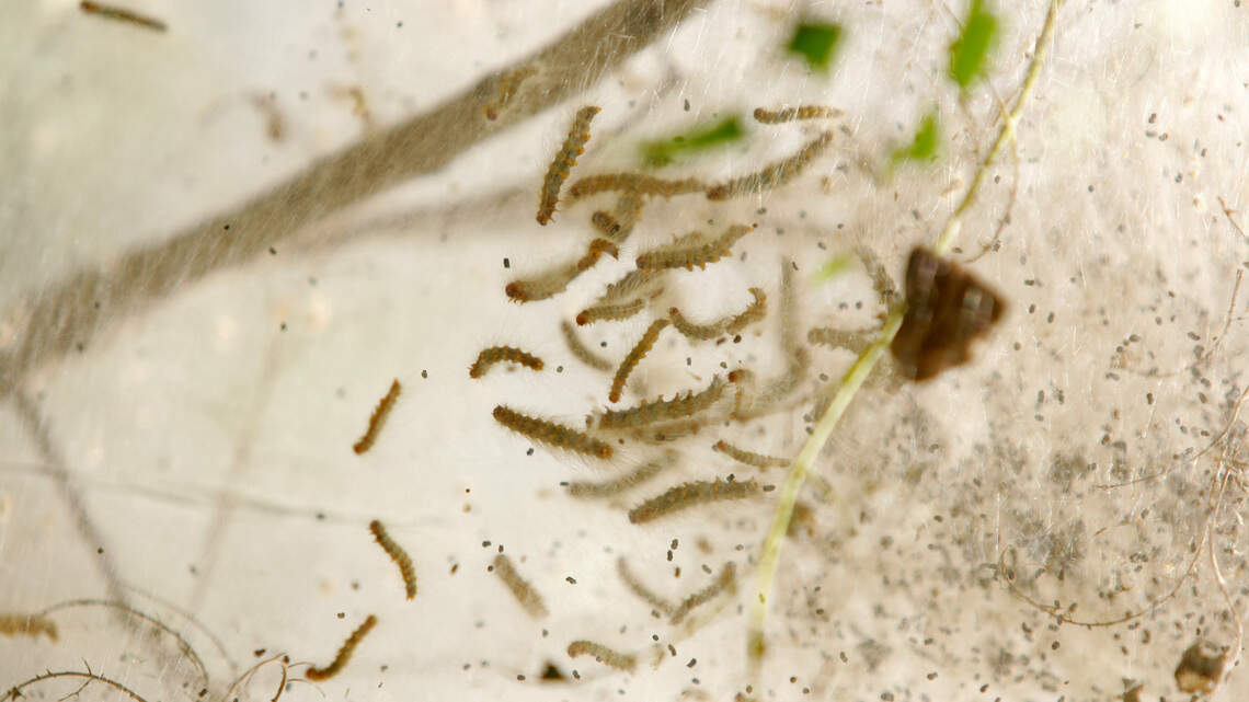 North Texas lawn and gardens: 10 ways to avoid common mistakes, pests, diseases