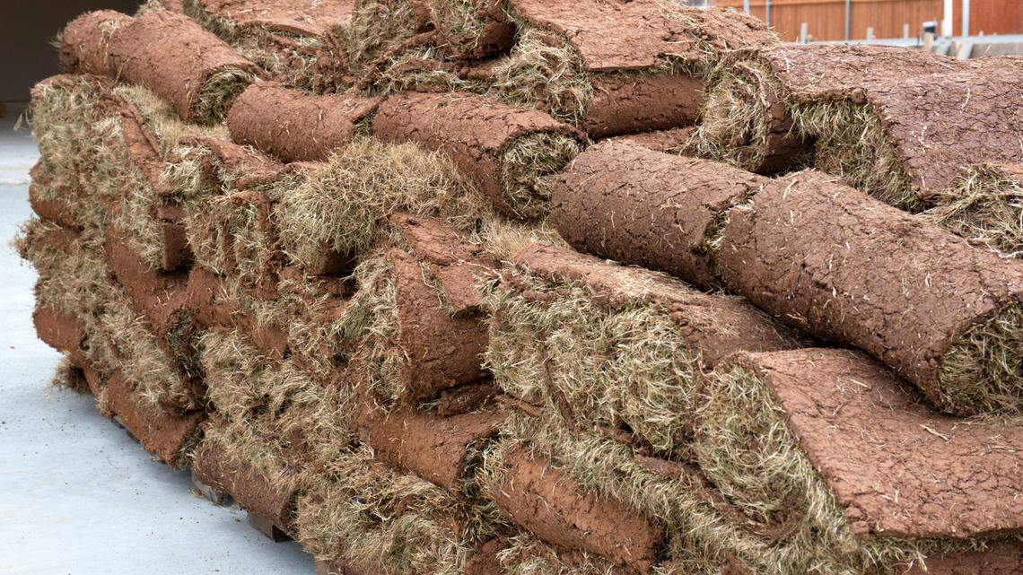 Neil Sperry: Can you a fill a tree hole with concrete? And other unusual questions.