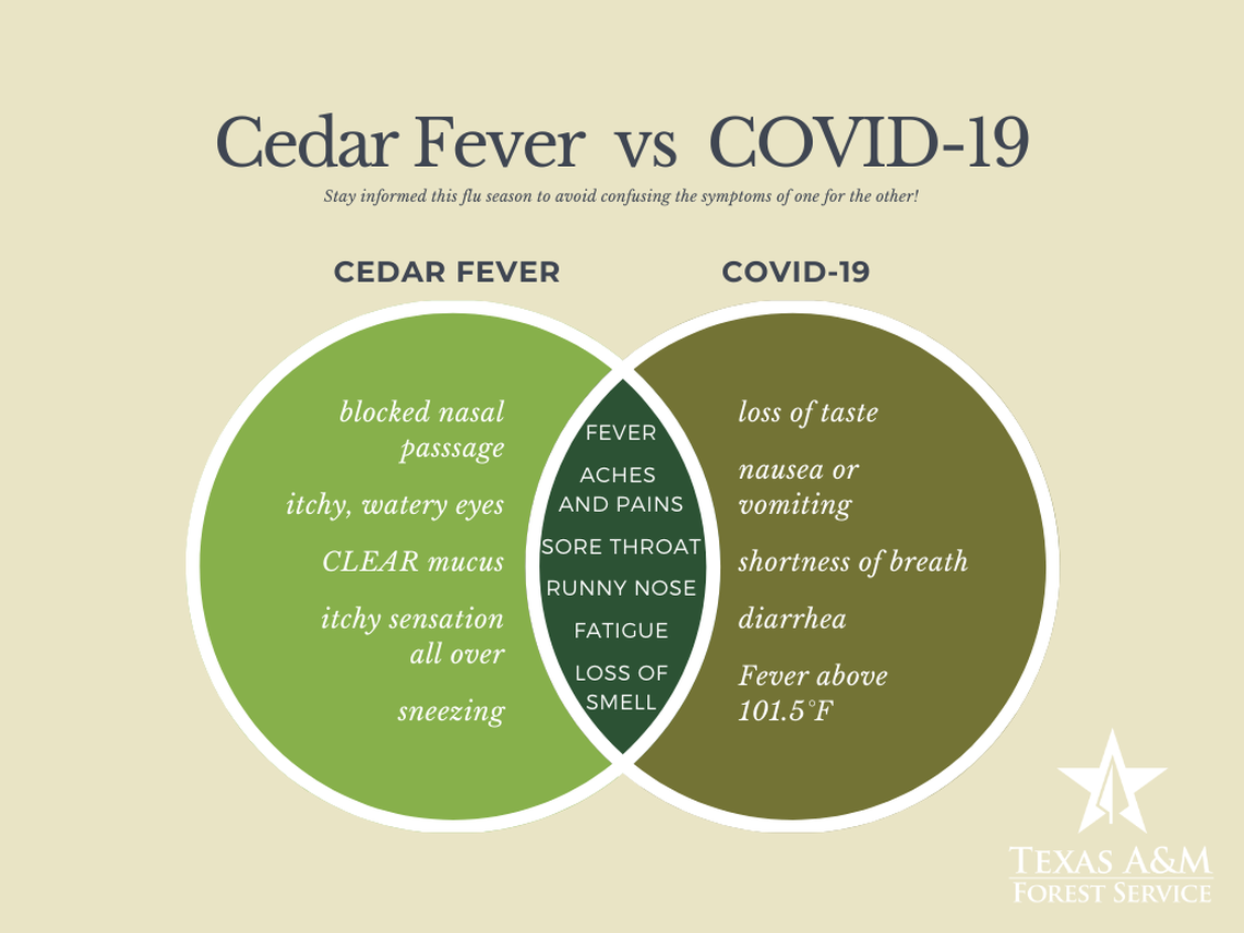 Here’s how you can tell the difference between cedar fever and Covid-19.