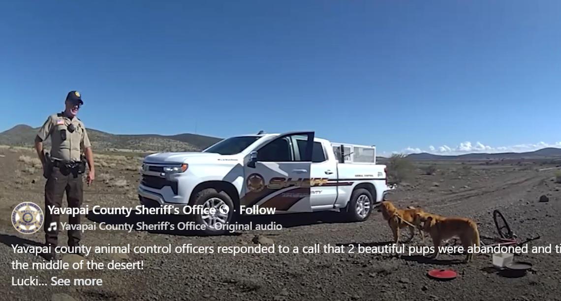 Two tied-up dogs were rescued from an Arizona desert.