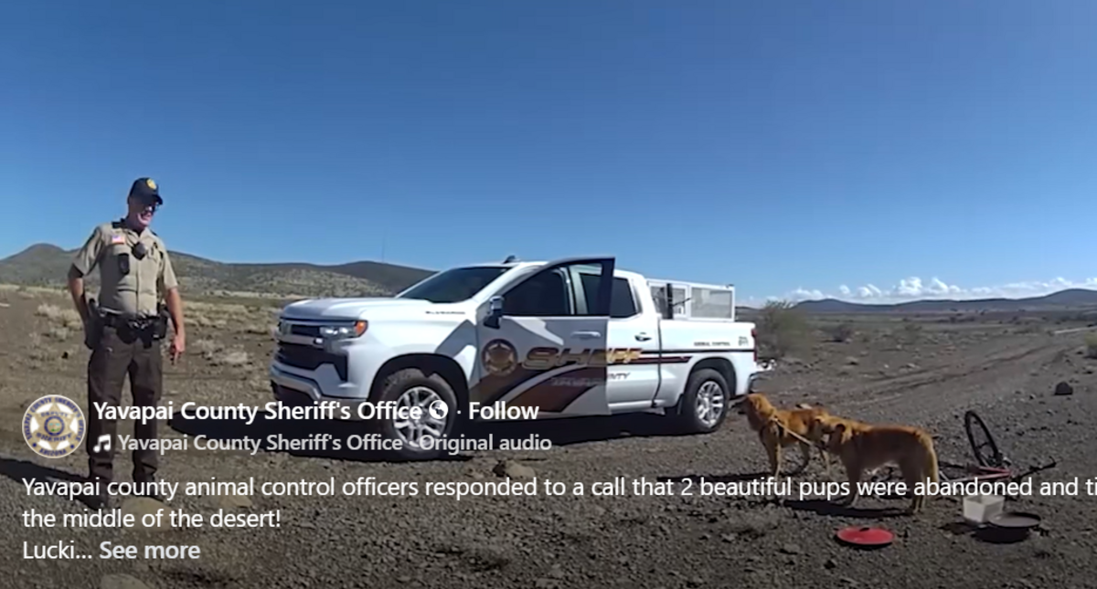 Two tied-up dogs were rescued from an Arizona desert.