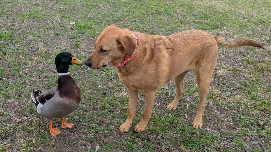 Ducky Pop, a duck that lives in Rose Park in Mansfield, has become best friends with Mister, a dog who frequently walks through the park with his owners, Stephanie and Patrick Buduhan.