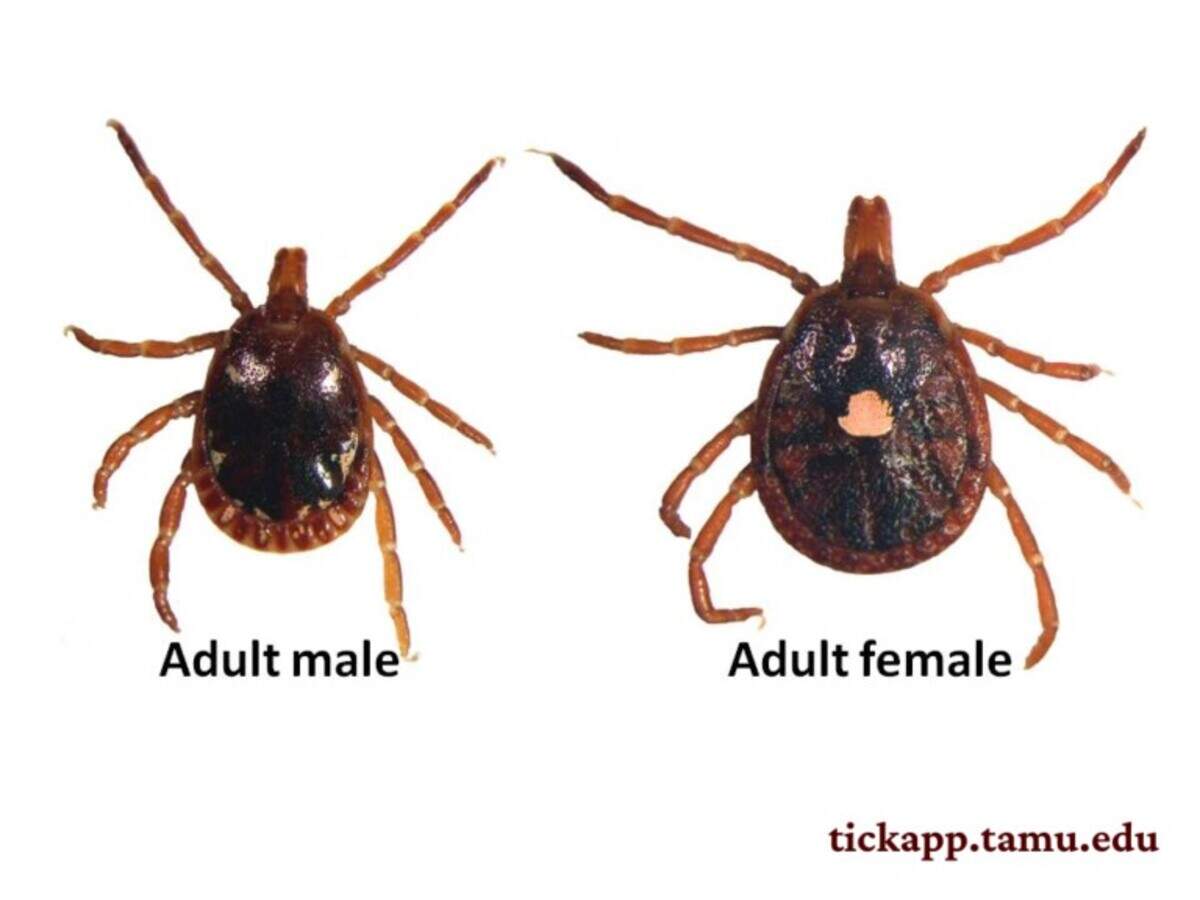 The Lone Star tick.