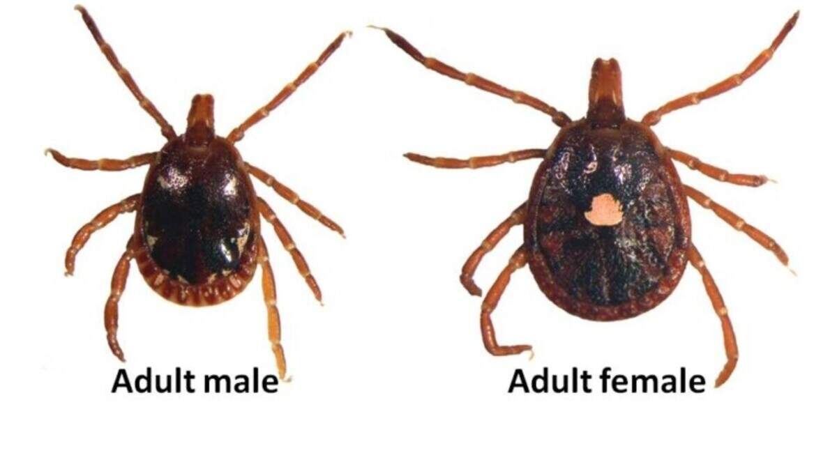 The Lone Star tick.