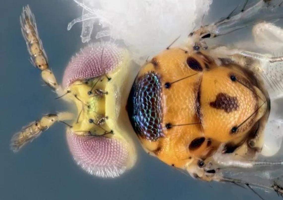 Chrysonotomyia susbelli was discovered in Houston, Texas.