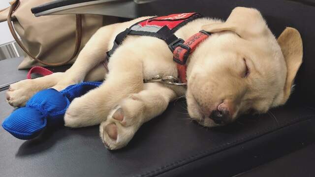 American Airlines workers escort 181 puppies to training | Fort Worth ...