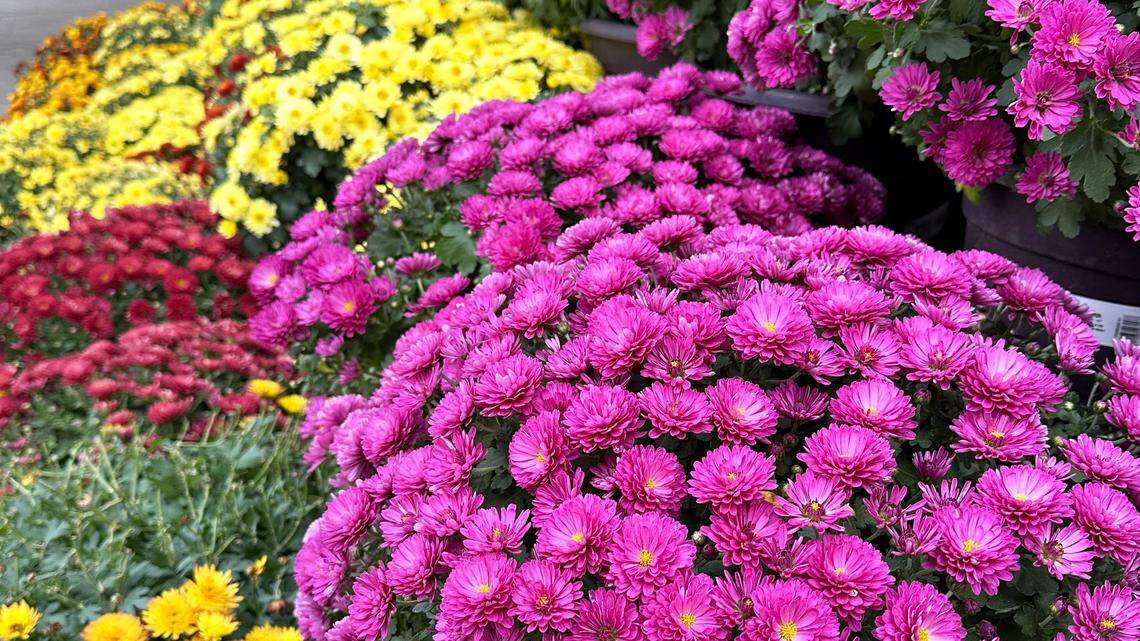 Gardeners have seen unbelievable changes in mums. Here’s how to care for them