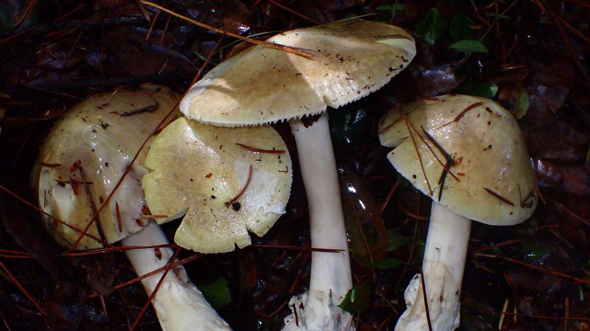 If you’re considering foraging for wild mushrooms in Texas, think again. The death cap, or Amanita phalloides, one of the world’s most toxic mushrooms, grows right here in the Lone Star State, and it’s easily mistaken for other edible varieties.
