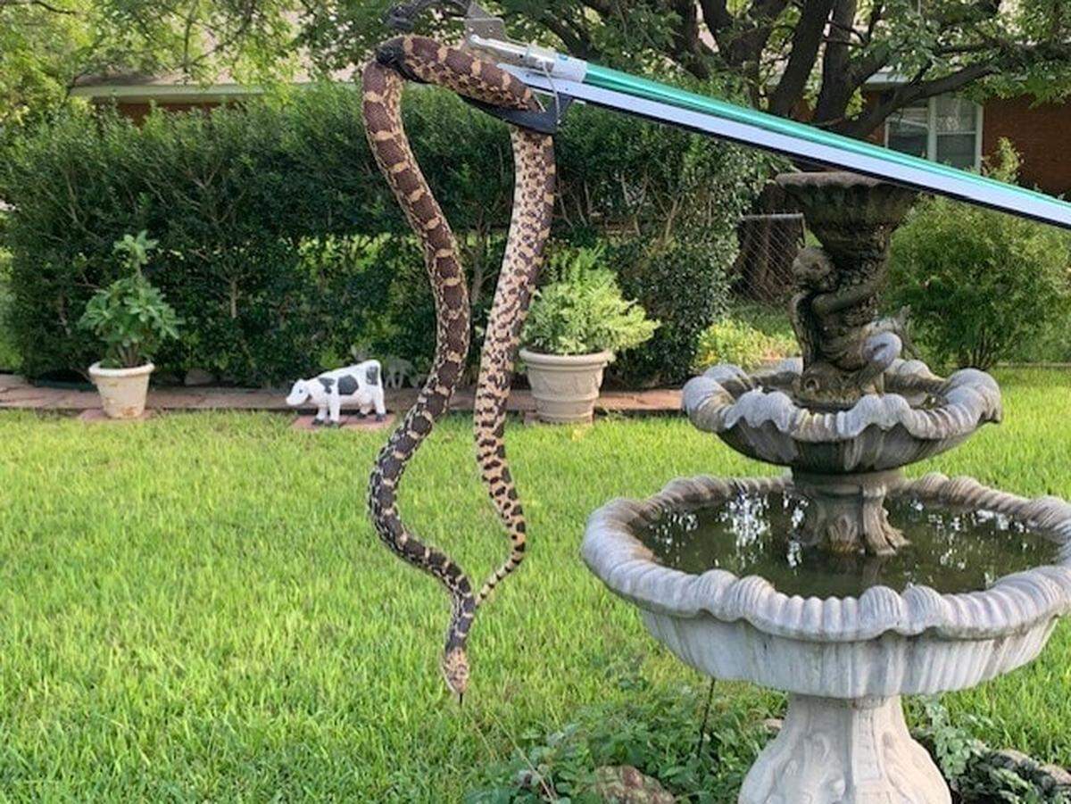 The Haltom City Police helped remove a huge snake from the backyard of a 93-year-old resident’s backyard in 2020.