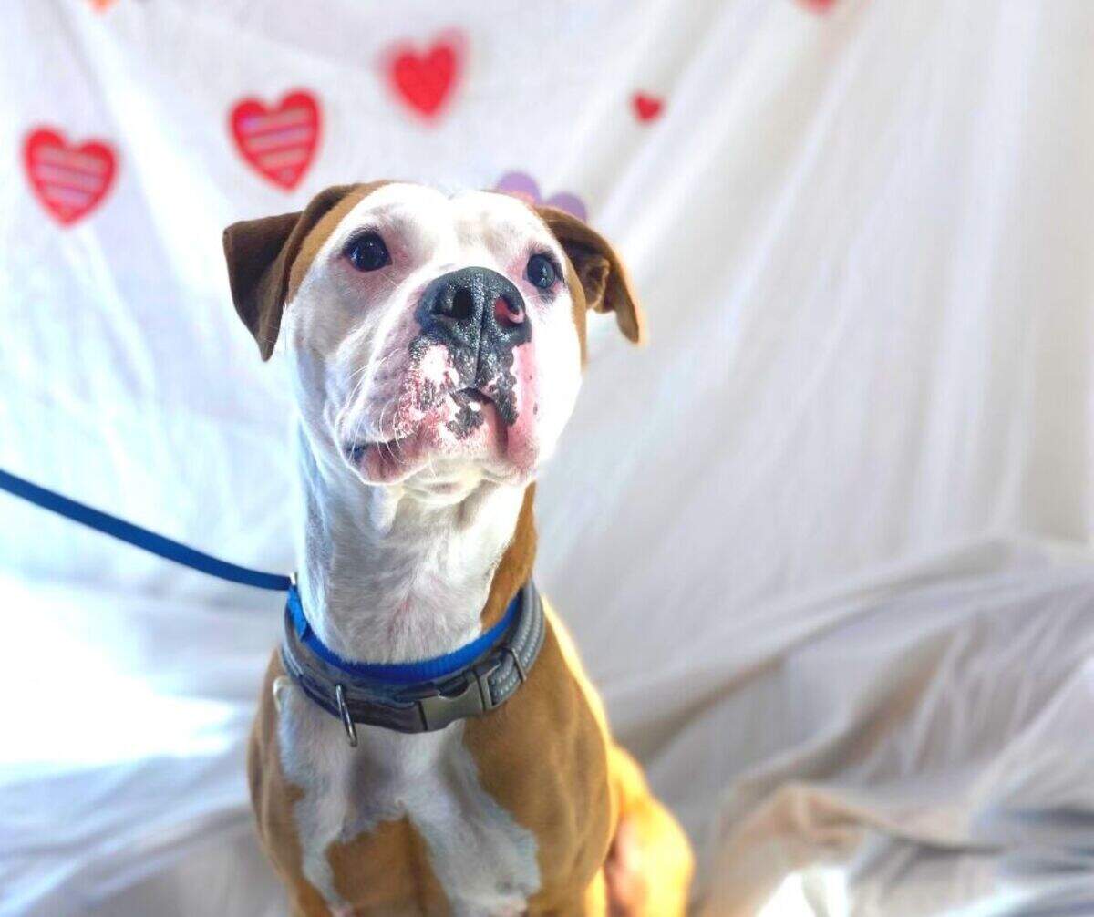 Diesel (ID 48576036) is a calm and collected 3-year-old Pit Bull mix. He wants a friend to cuddle and lounge around with. You can meet him at the North Animal Campus. Visit https://petango.com/Adoption-Application?animalId=48576036&shelterId=7209&_ga=2.195857644.1926203770.1644519572-567537306.1644519572 to adopt Diesel.