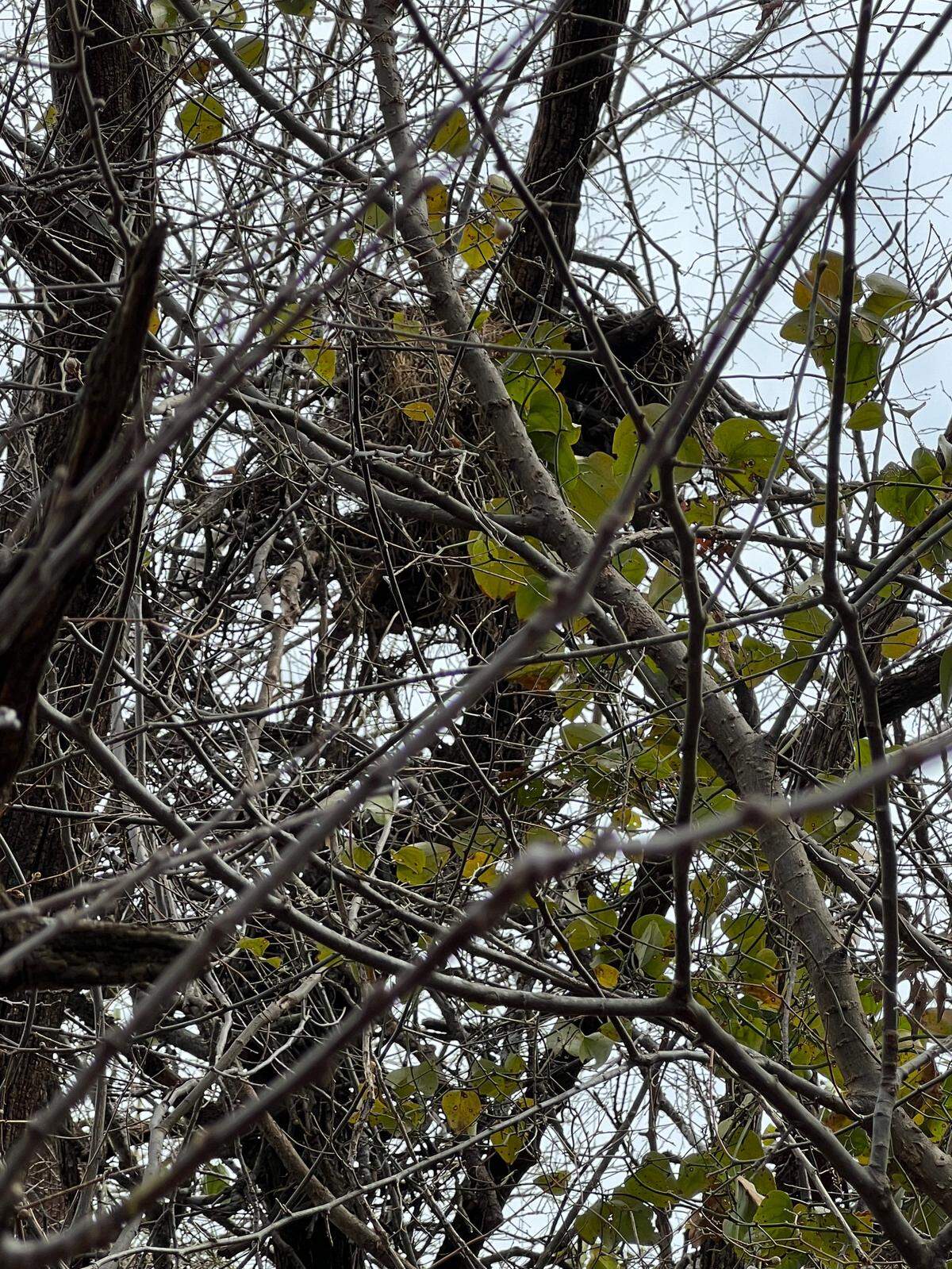 Federal officials are offering a reward for information that leads to the arrest and conviction of the person responsible for illegally destroying a bald eagle nest.