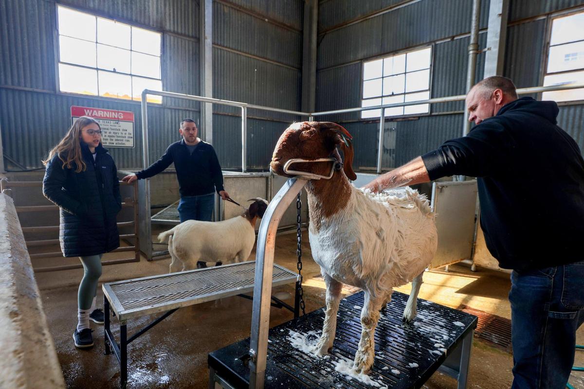Randy Rogier shampoos a goat that will compete in the Boer Goat Show during the Fort Worth Stock Show & Rodeo in 2023.