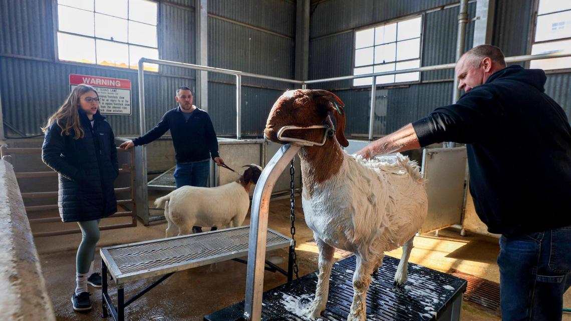 Fort Worth Stock Show & Rodeo kicks off with plenty for visitors to see, buy, eat