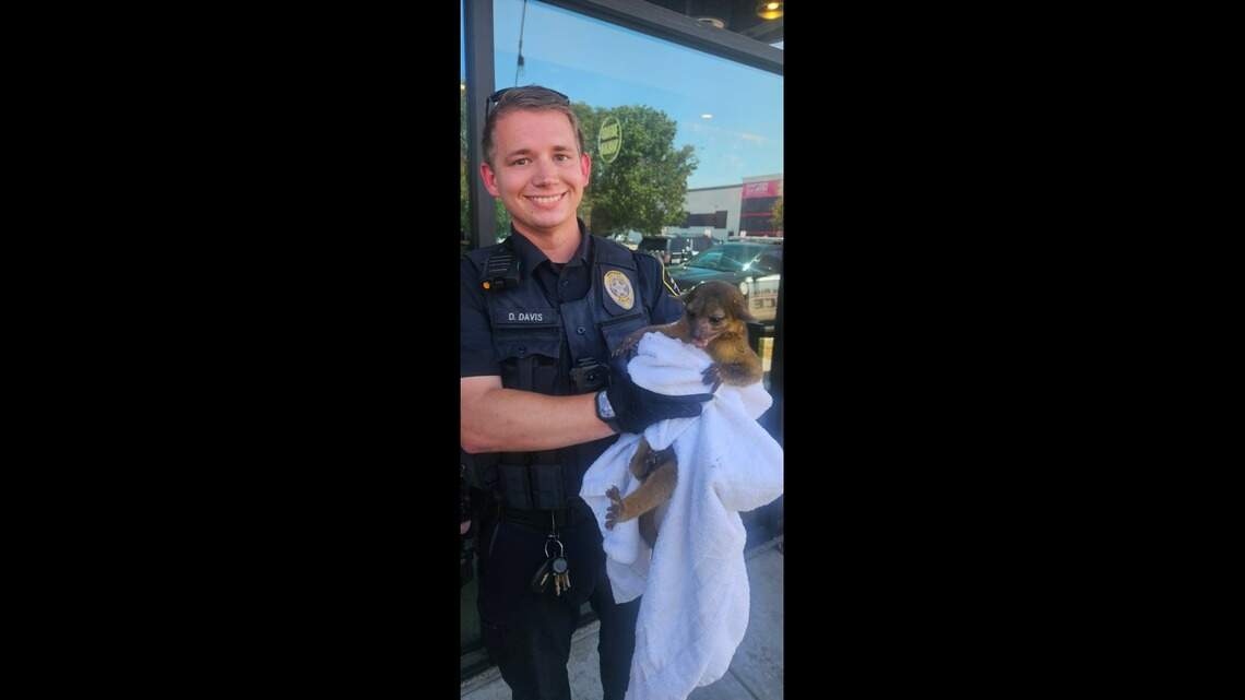 WATCH: Exotic animal seeks refuge at North Texas business. Police look for owner