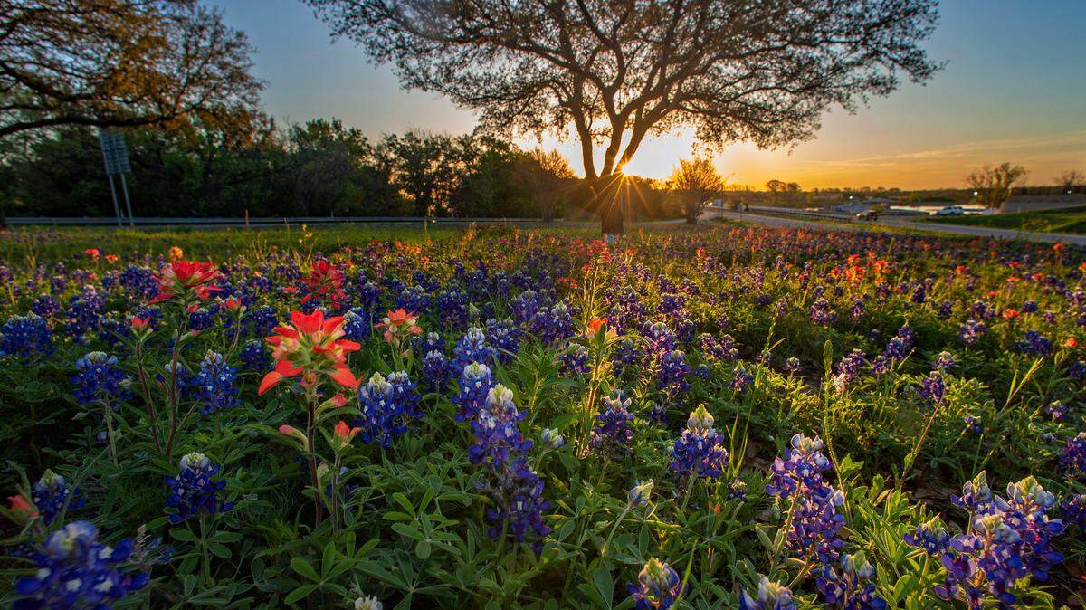 Bluebonnets and Indian paintbrush blooms along the US 377 and SR 144 in Granbury Sunday, March 26, 2023.