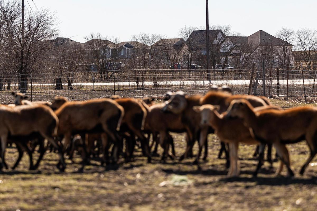 Holcomb’s sheep graze in his backyard, the model homes of Hillwood’s new Treeline development visible in the background.