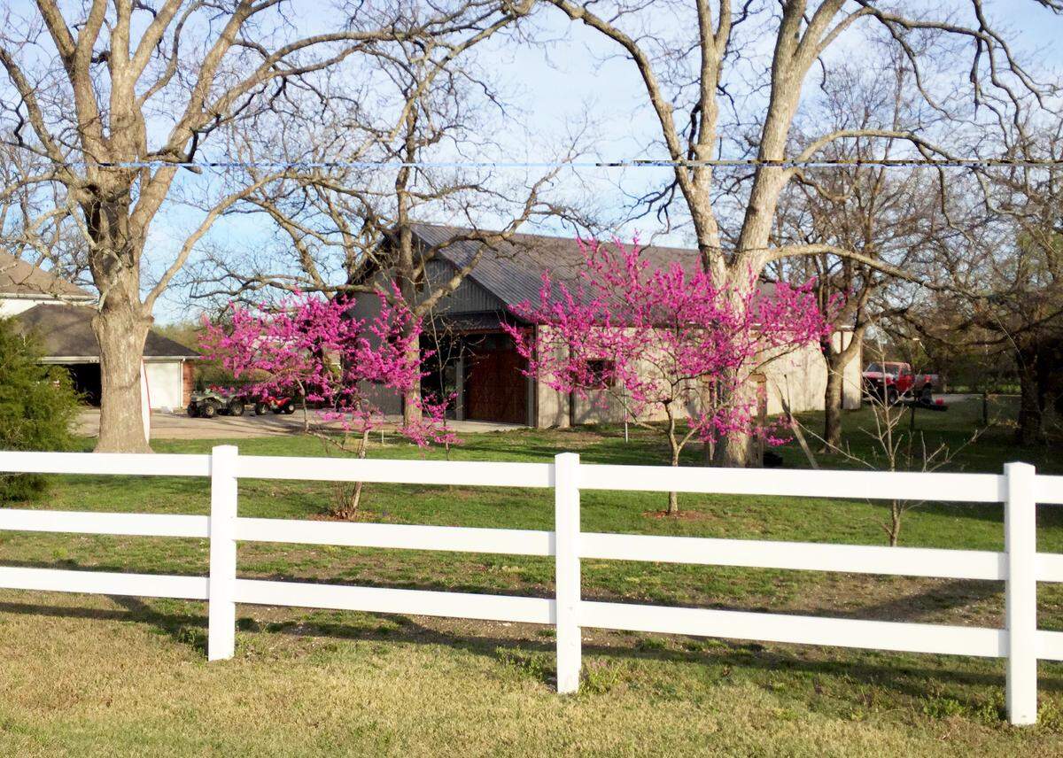 Oklahoma redbuds.