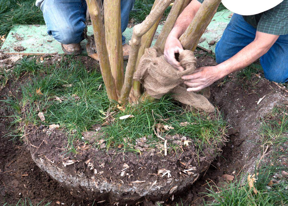 A crape myrtle is being prepared for lifting to new planting site.